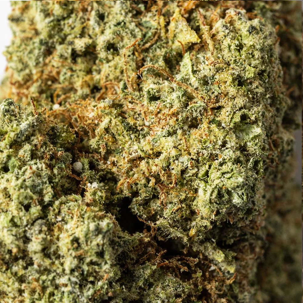 Gros plan sur les mini fleurs Lemon Haze CBD indoor France La Beuze
