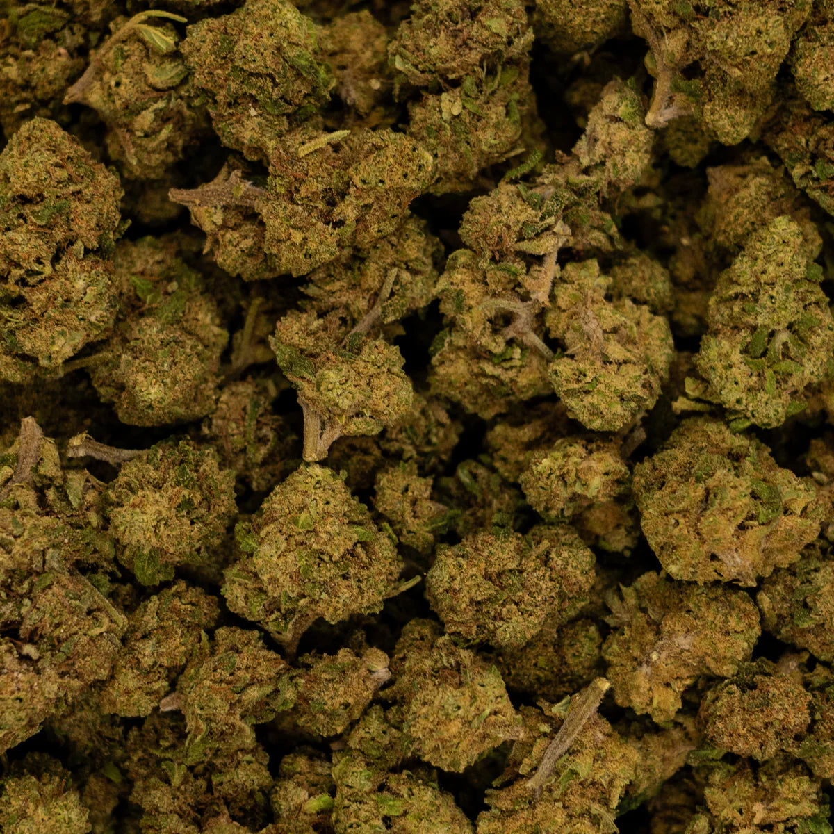 Détail de la fleur Lemon Tonic CBD Sativa cultivée en serre
