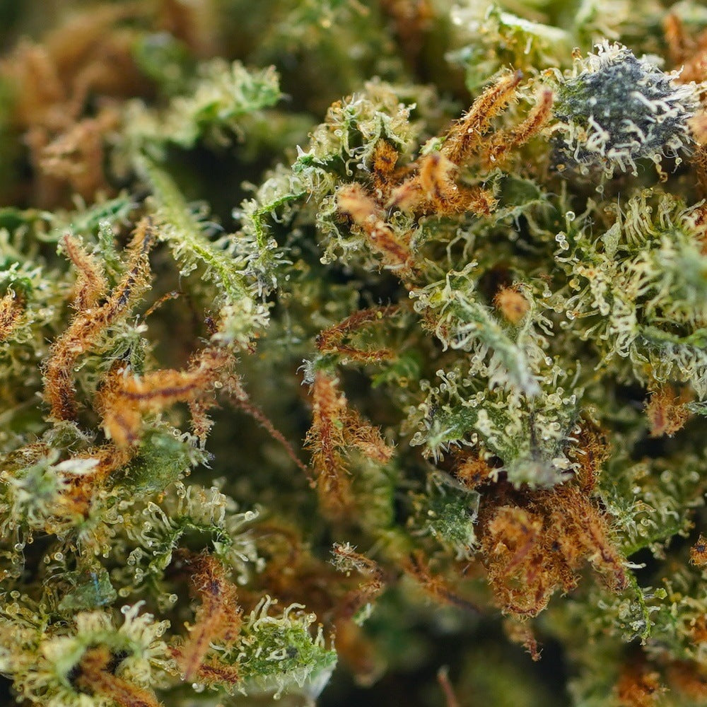 Gros plan sur les trichomes de la fleur Orange Bud CBDV bio Écocert
