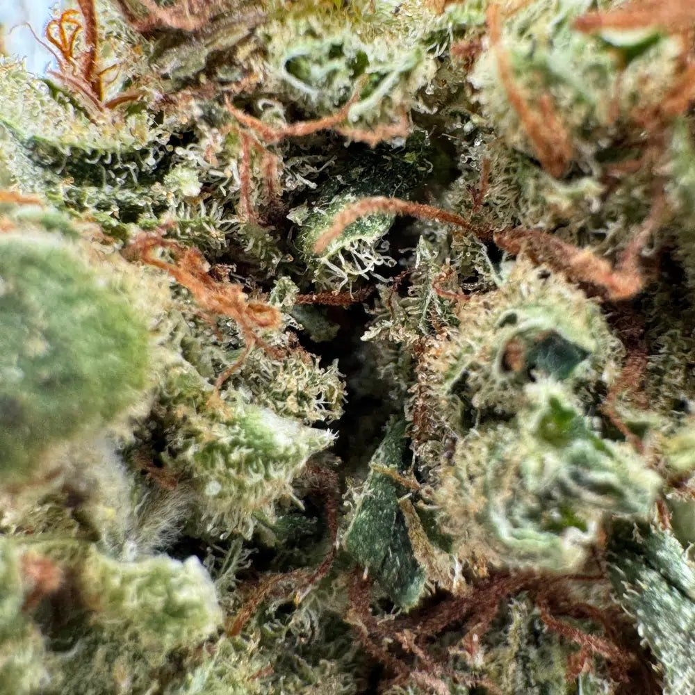 Zoom sur la fleur AK-47 CBD indoor riche en terpènes
