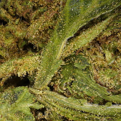 Gros plan sur la fleur Blueberry CBD small buds arômes sucrés
