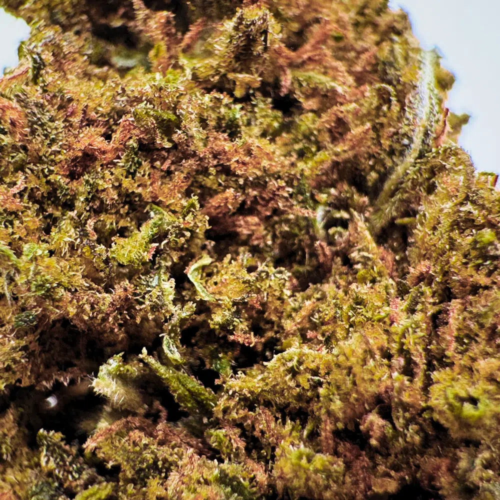 Zoom sur la fleur Bubba Kush CBD Indica résineuse cultivée en serre
