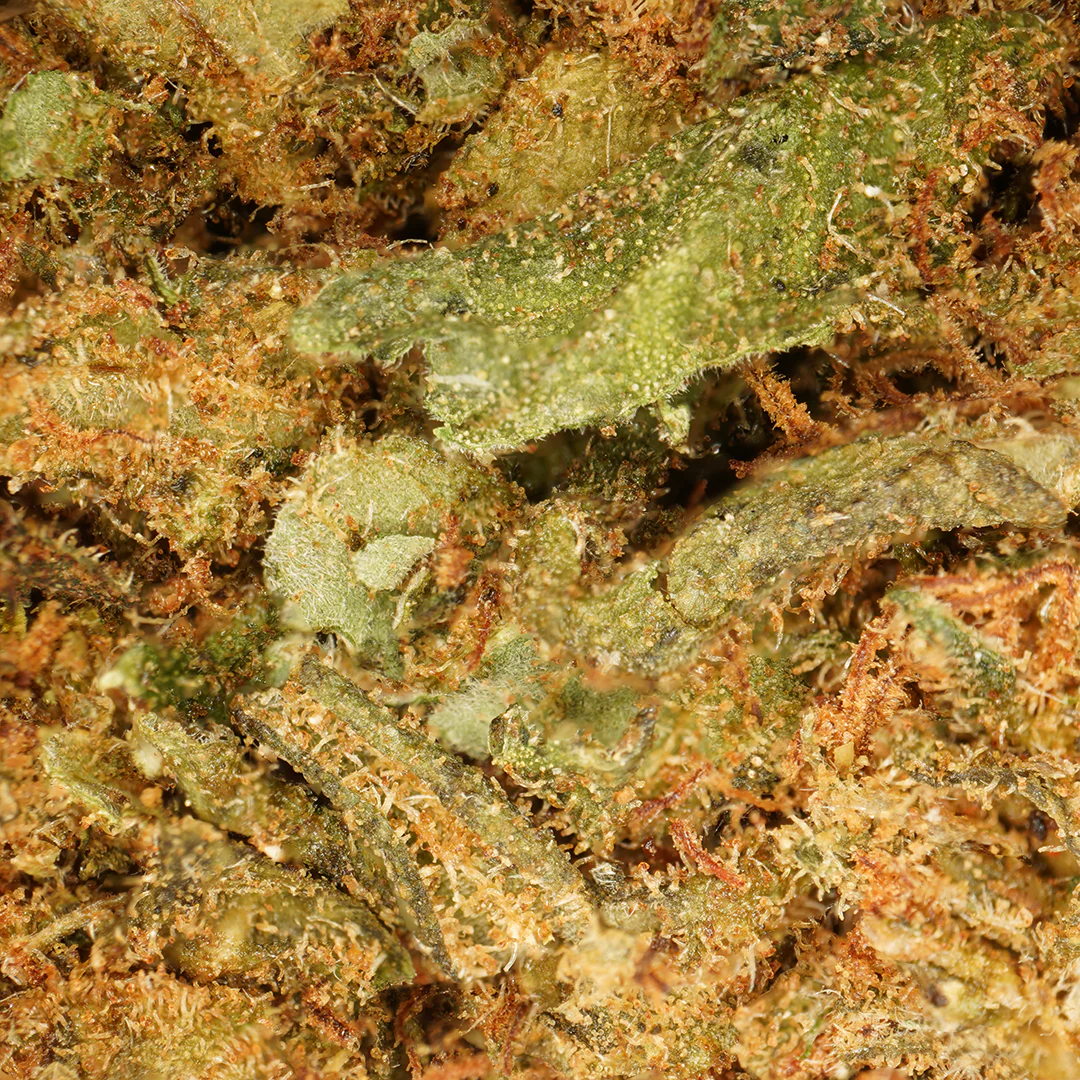 Gros plan sur les trichomes de la fleur OG Kush CBD greenhouse
