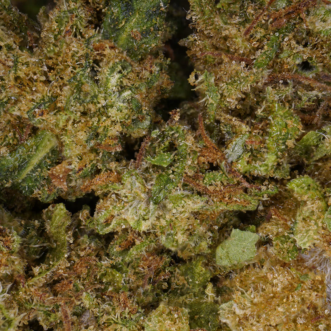 Gros plan sur les trichomes de la fleur Cannatonic CBD glasshouse La Beuze
