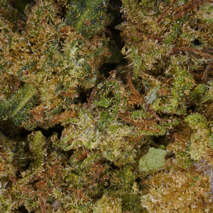 Gros plan sur les trichomes de la fleur Cannatonic CBD glasshouse La Beuze
