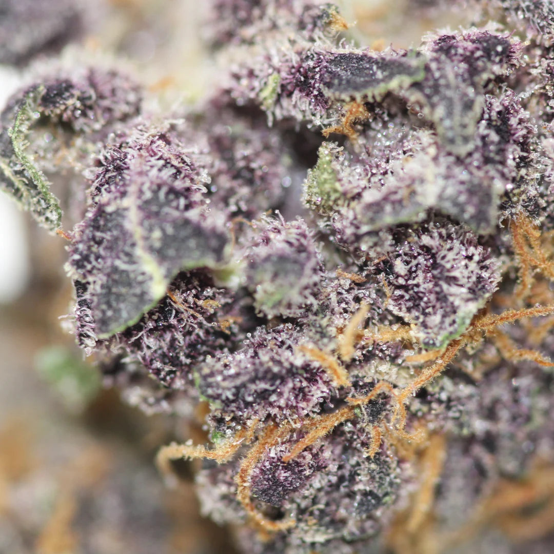 Zoom sur les teintes pourpres de la fleur Dark Devil CBD glasshouse
