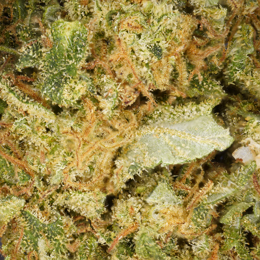 Détail de la fleur Gorilla Glue CBD résineuse cultivée en France
