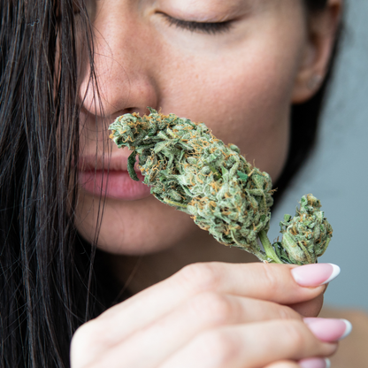 🍋 Lemon Tonic CBD glasshousse