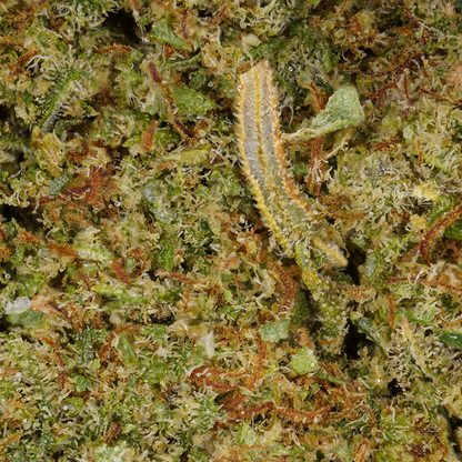 Gros plan sur la fleur Mandarine Kush CBD bio arômes acidulés
