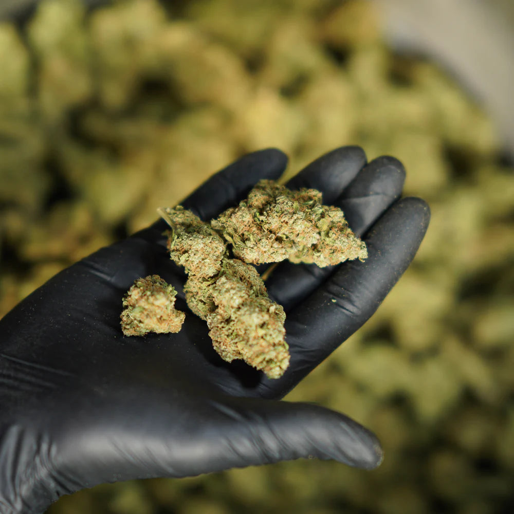 Assortiment de fleurs CBD Box Weed 
