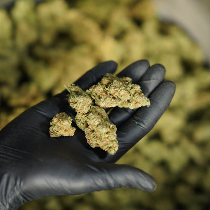 Assortiment de fleurs CBD Box Weed 
